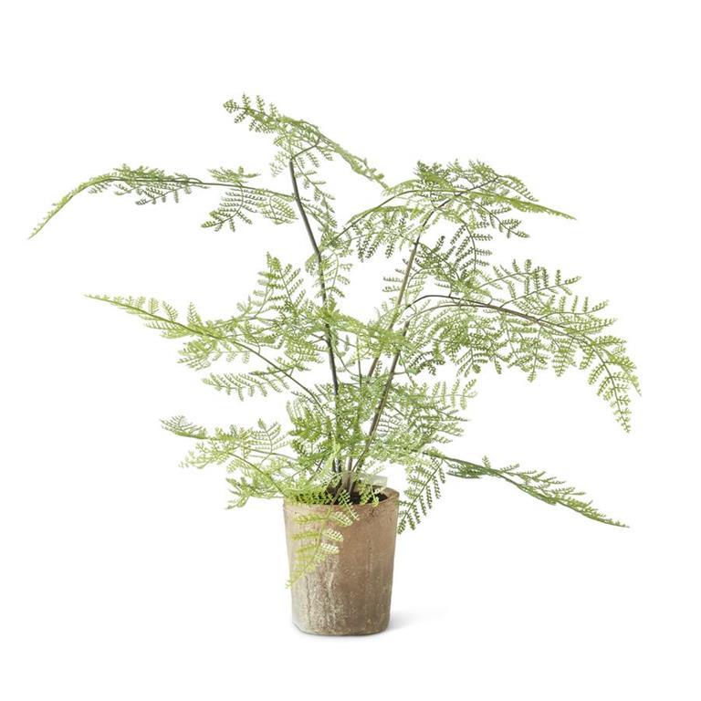 Fern in Ceramic Pot, 21"
