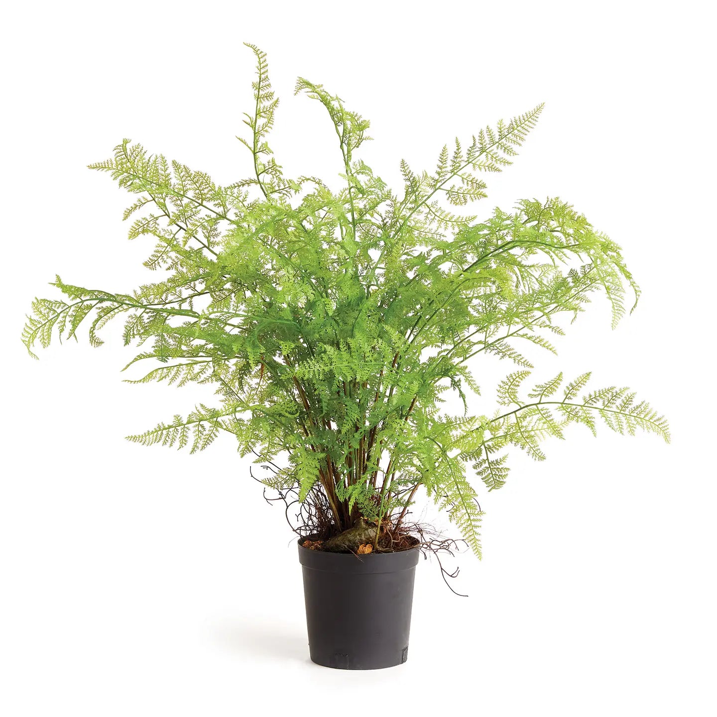 Large Fern Drop In
