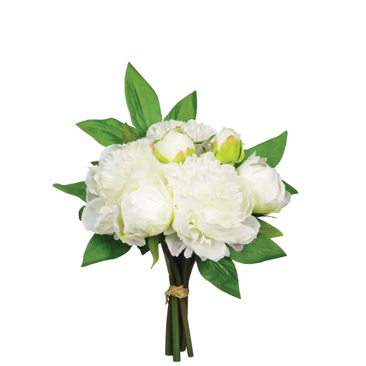 Peony Bush