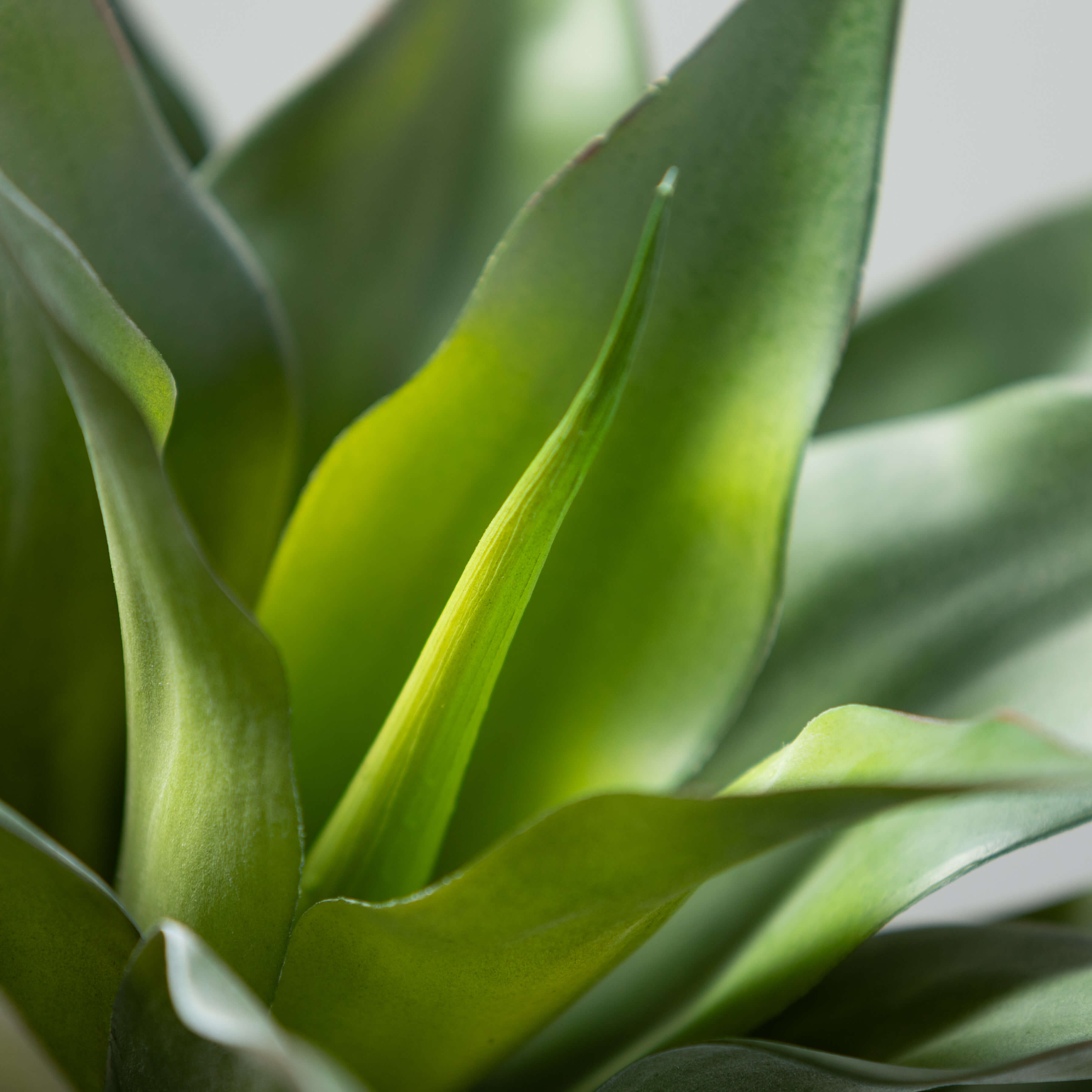 Agave Plant Pick