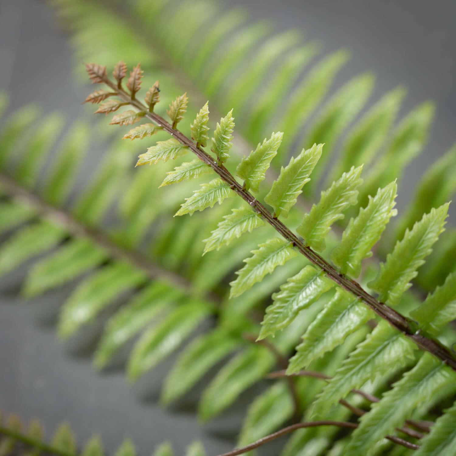 Billowing Green Fern Bush