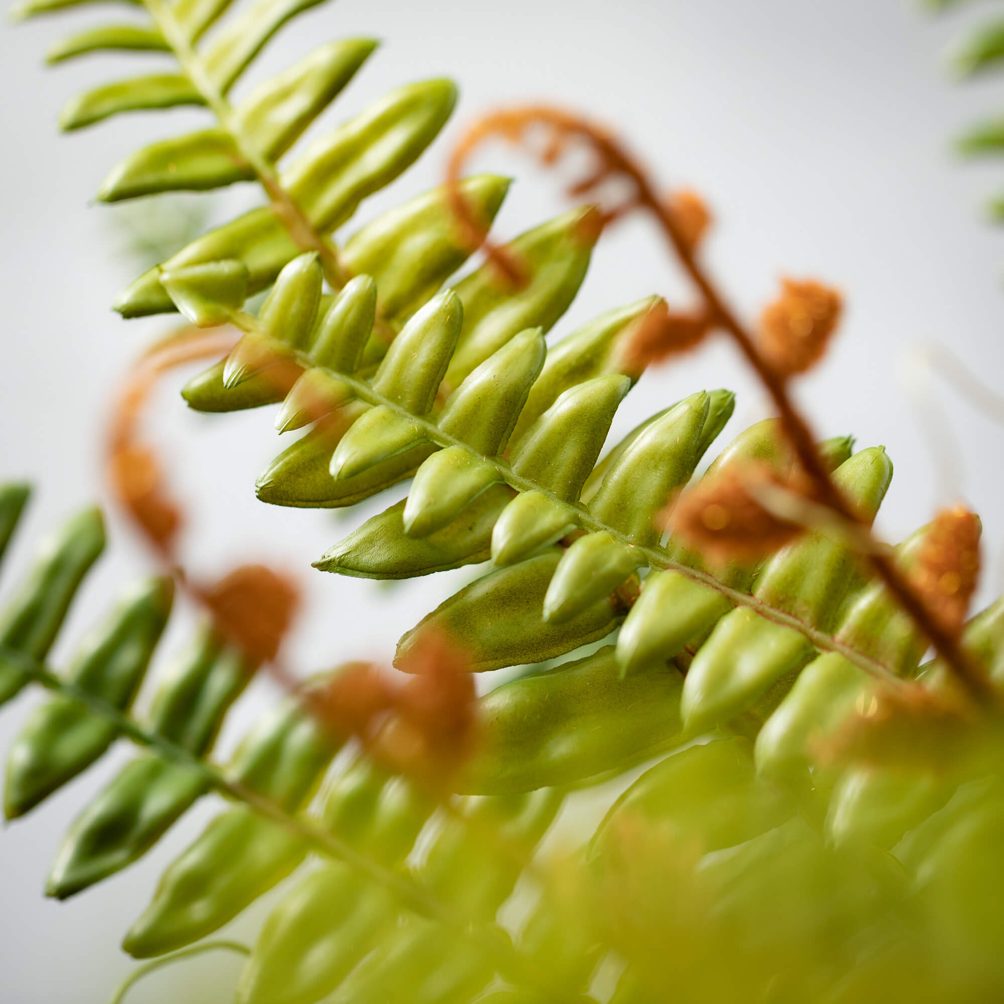 Sprouting Boston Fern Spray