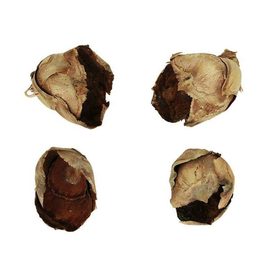 2-3" Natural Cacho Pods