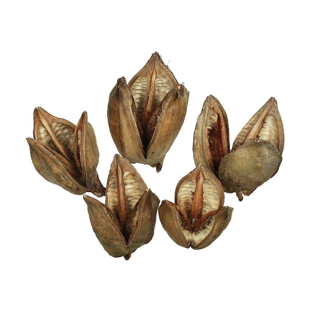 Natural Sora Pods | 3-4"