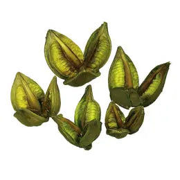 3-4" Light Basil Sora Pods