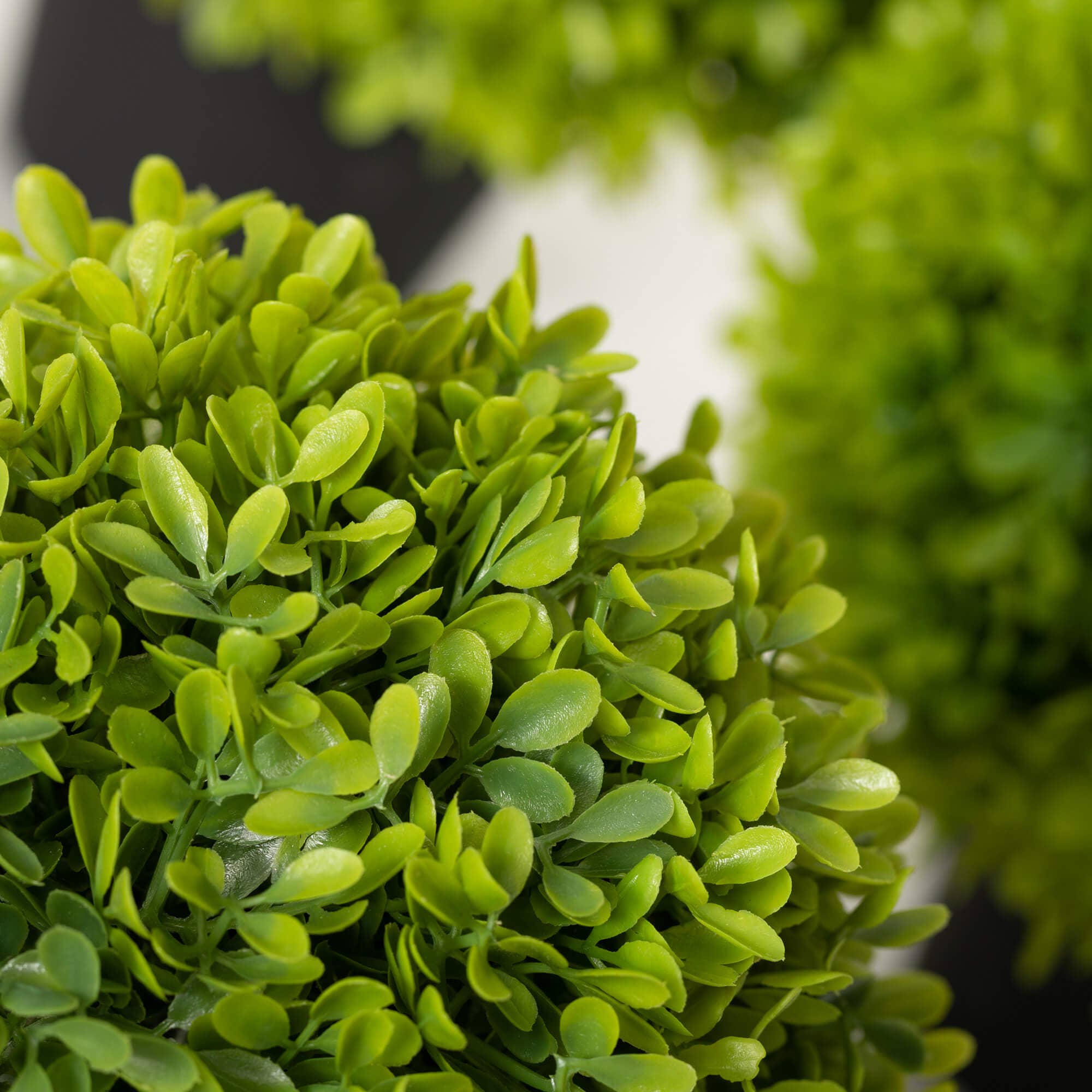 Potted Green Boxwood | 3 Sizes