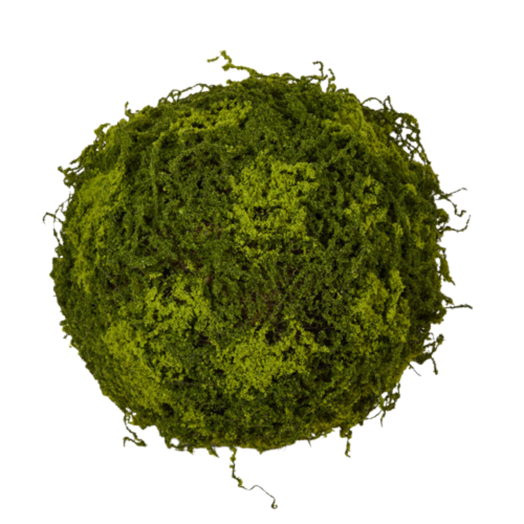 Moss Ball | 12"