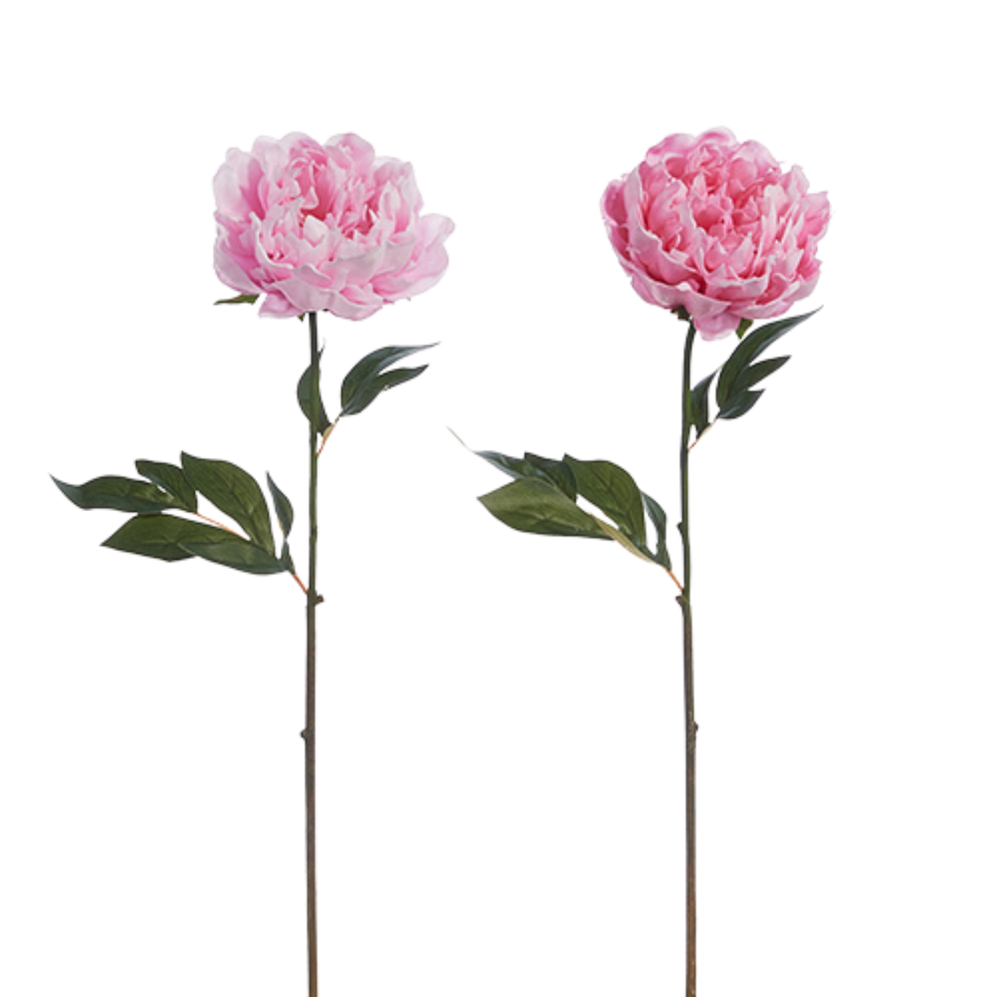 Real Touch Peony Stem | 2 Colors