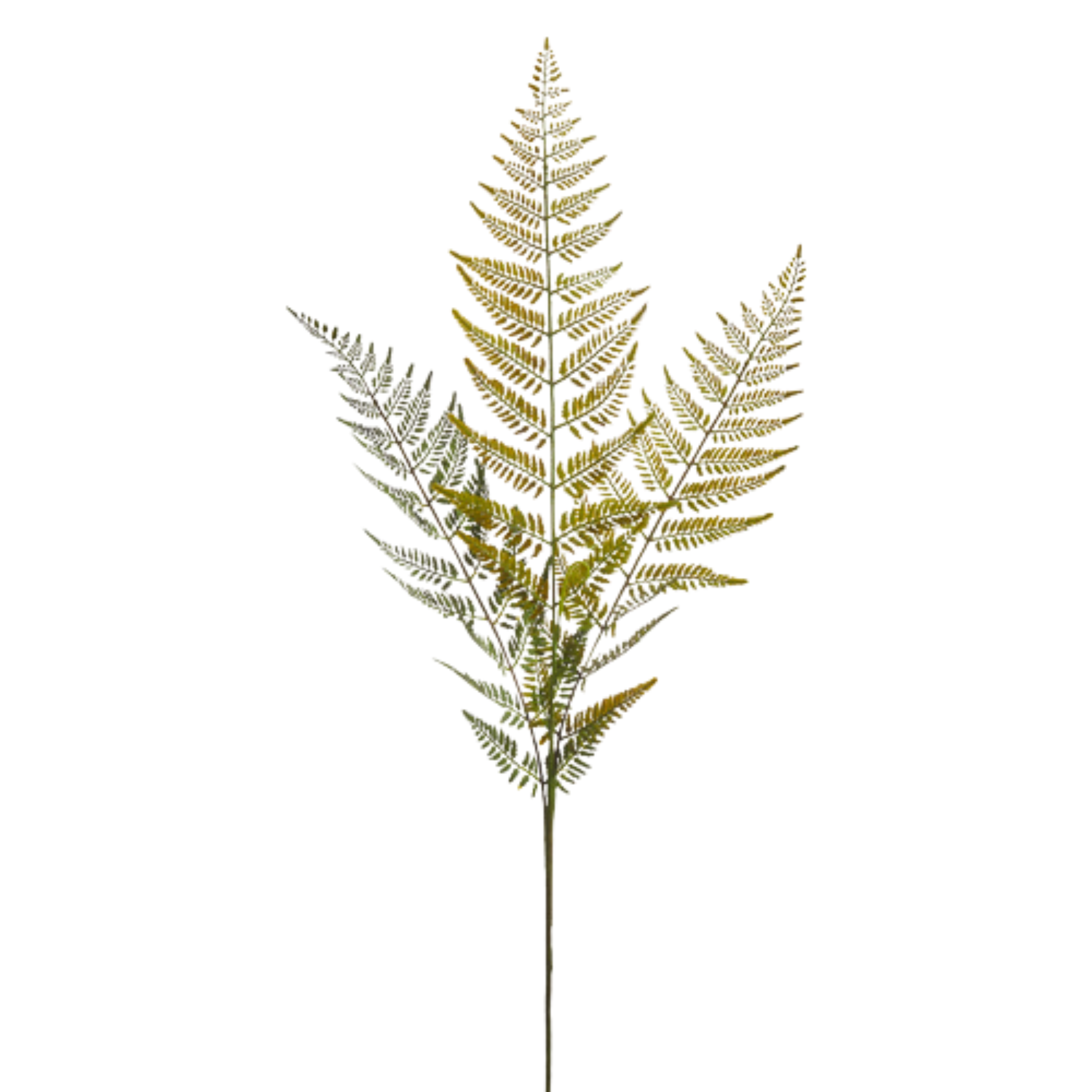 Fern Spray | 43"