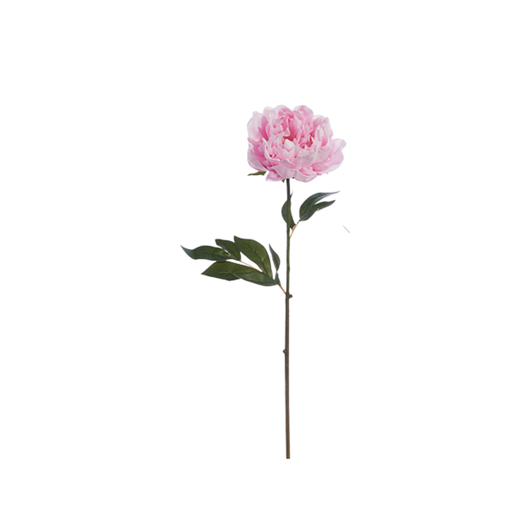 Real Touch Peony Stem | 2 Colors