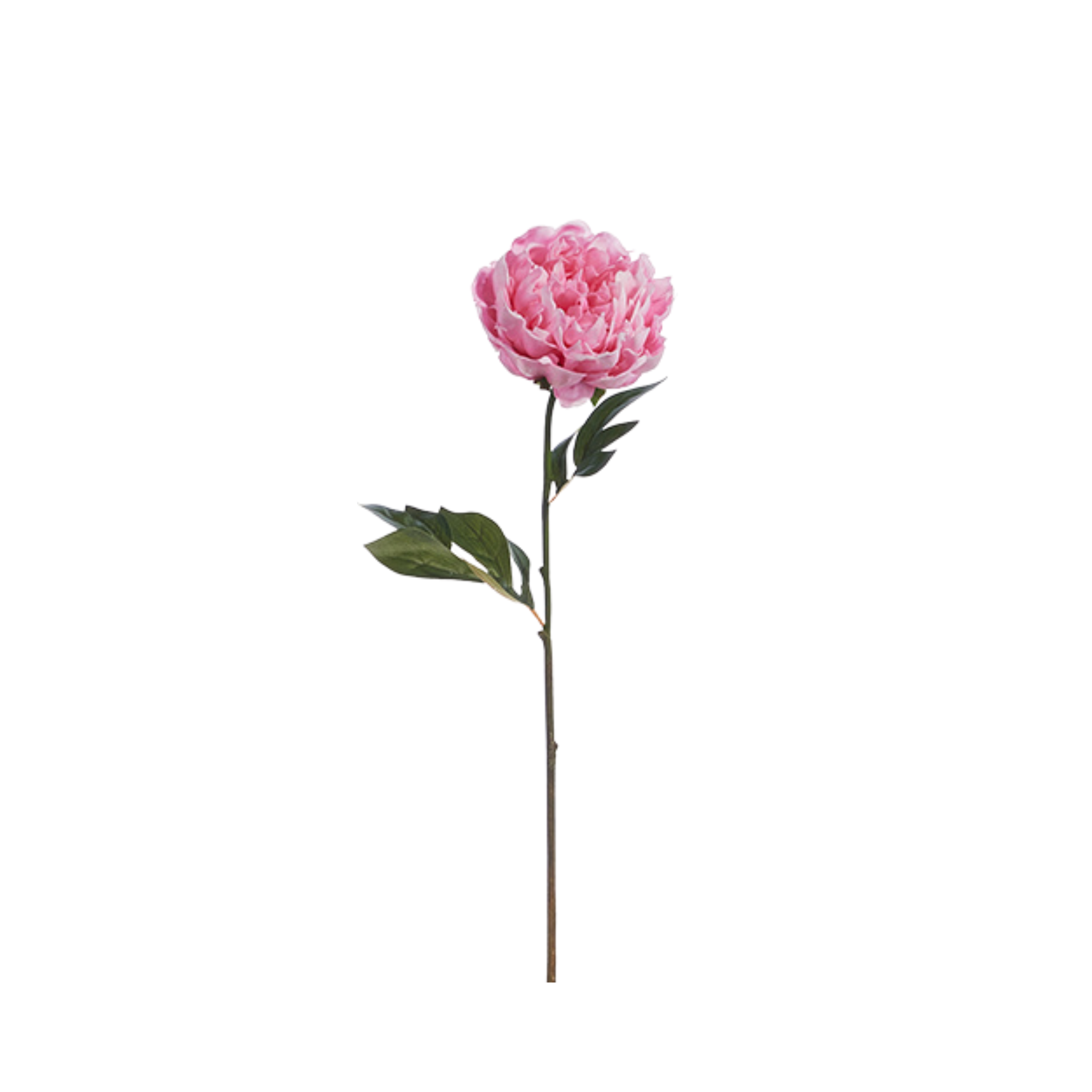 Real Touch Peony Stem | 2 Colors