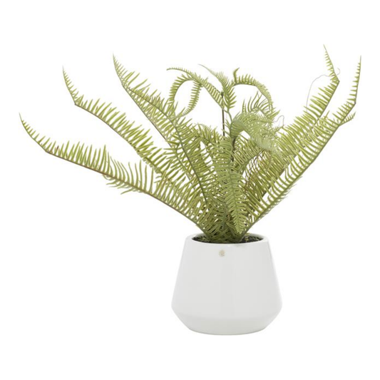 Green Fern Plant With White Pot