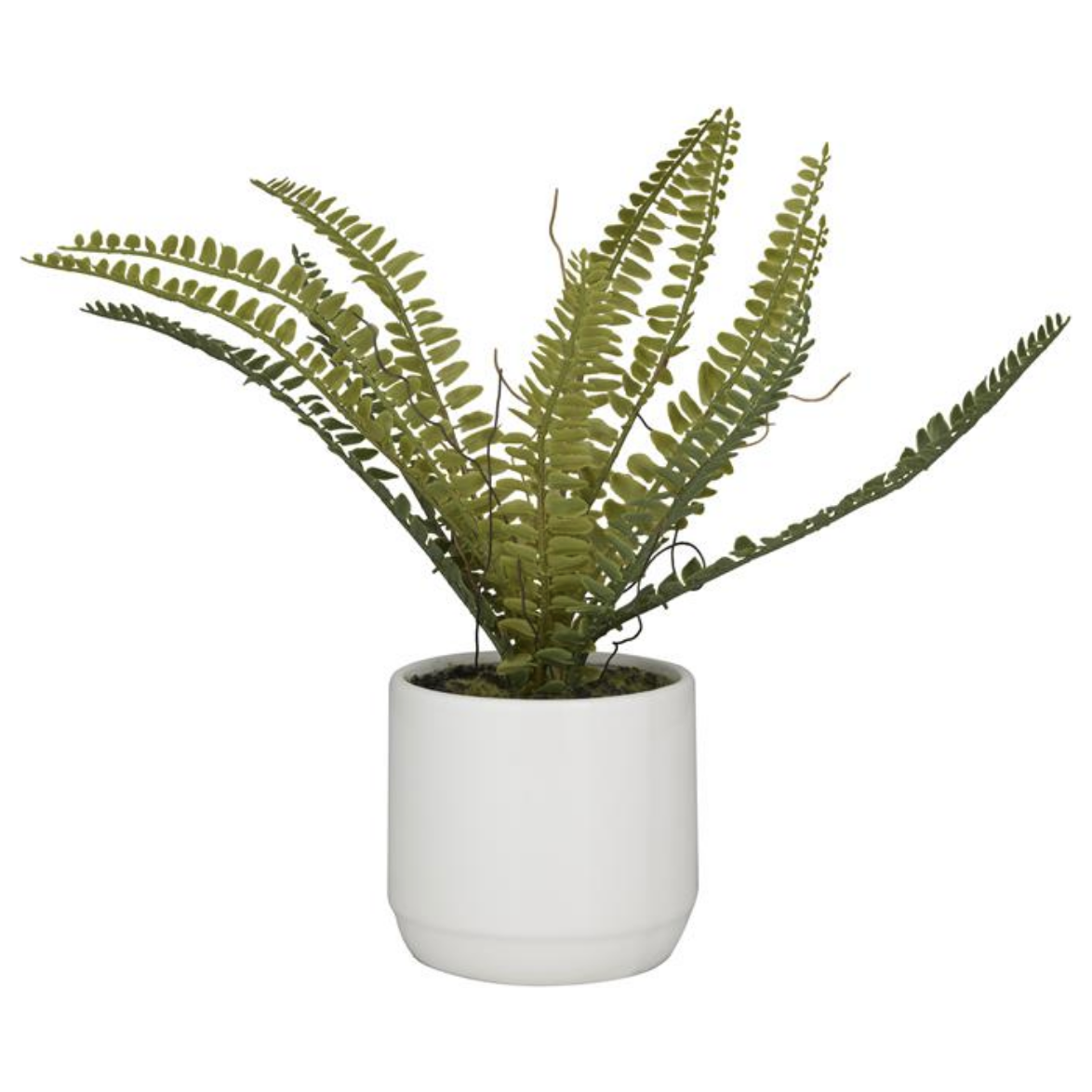 Green Fern Plant With White Pot Small