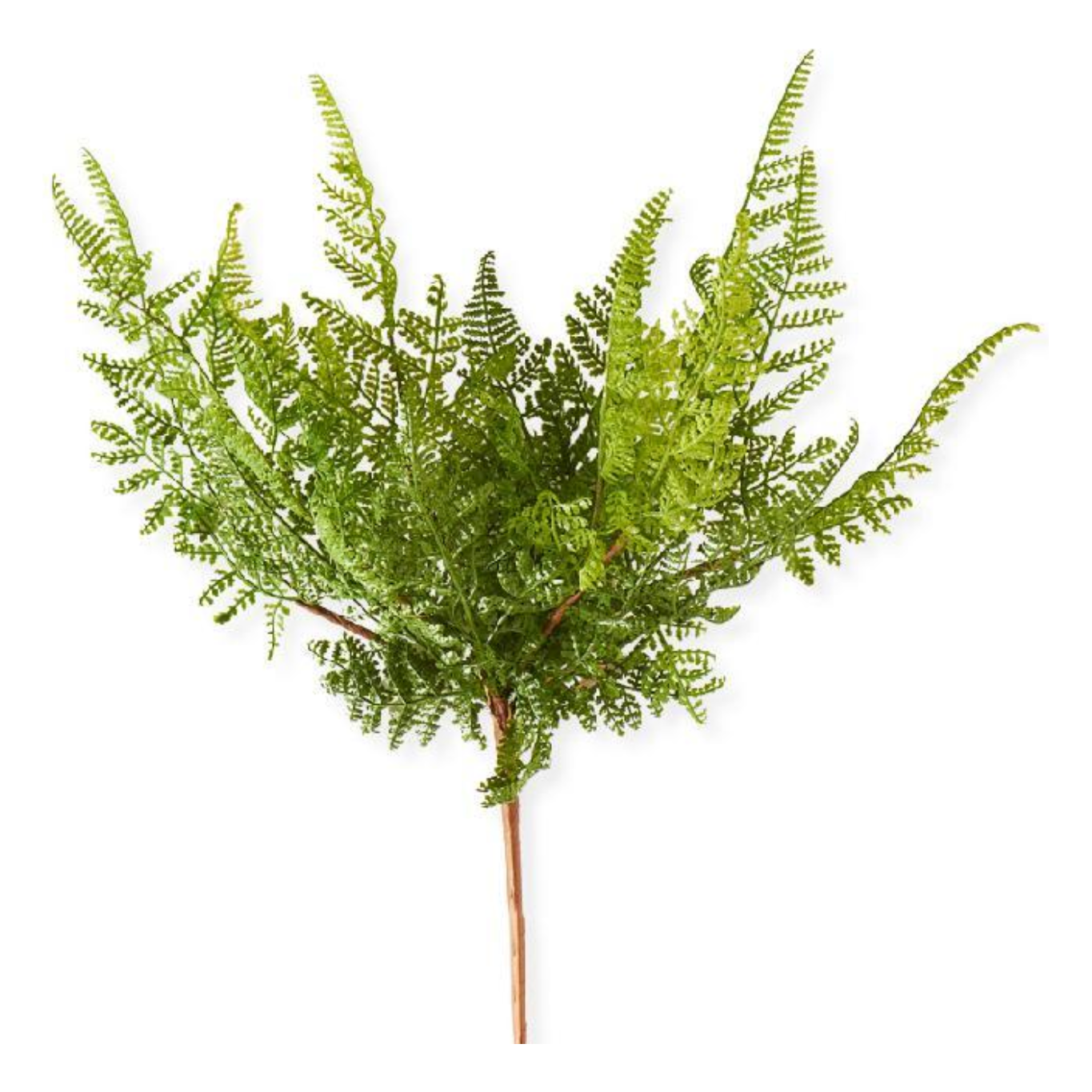 Curly Aspidiaceae Fern Spray Stem, 16"