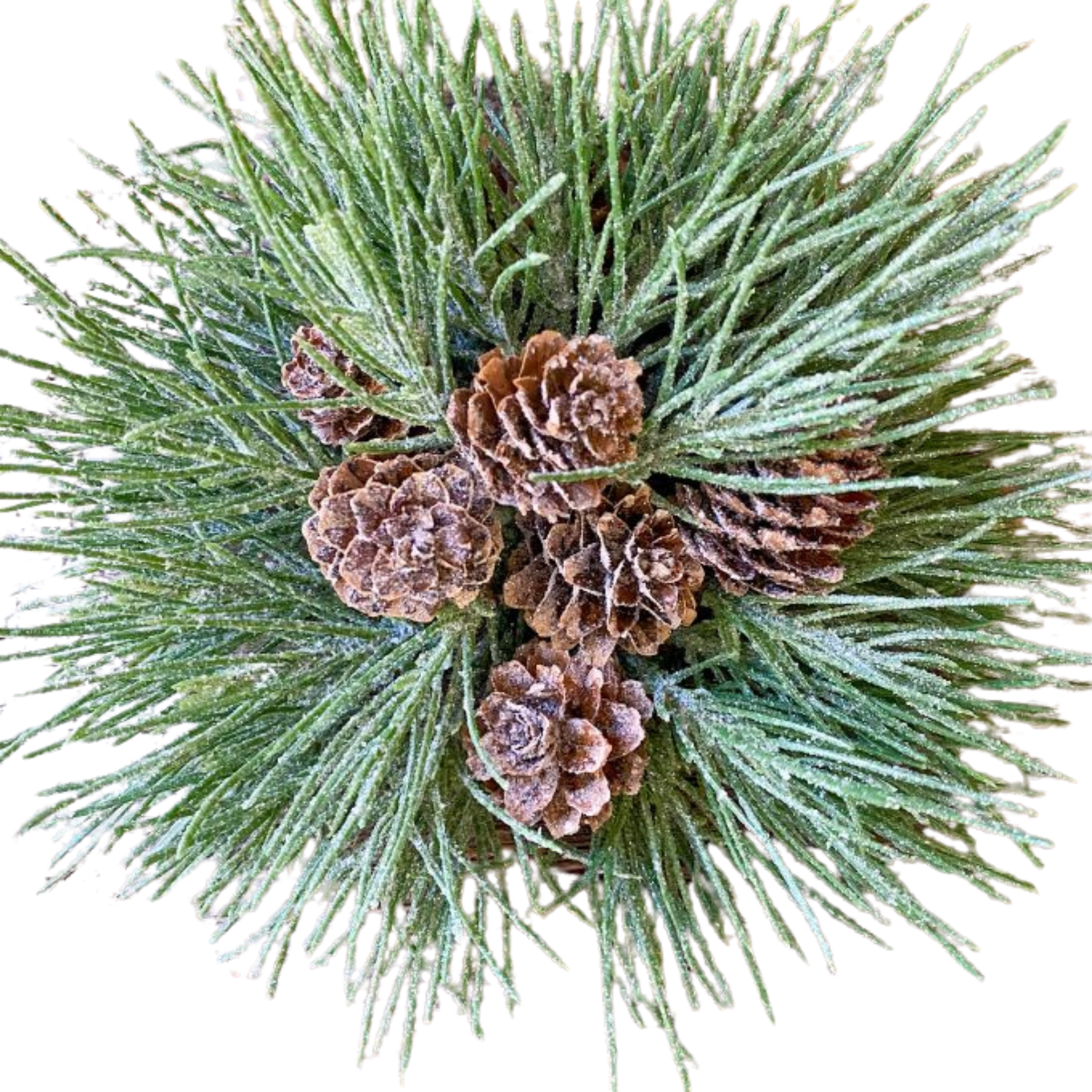 Mugo Pine Orb | 7"