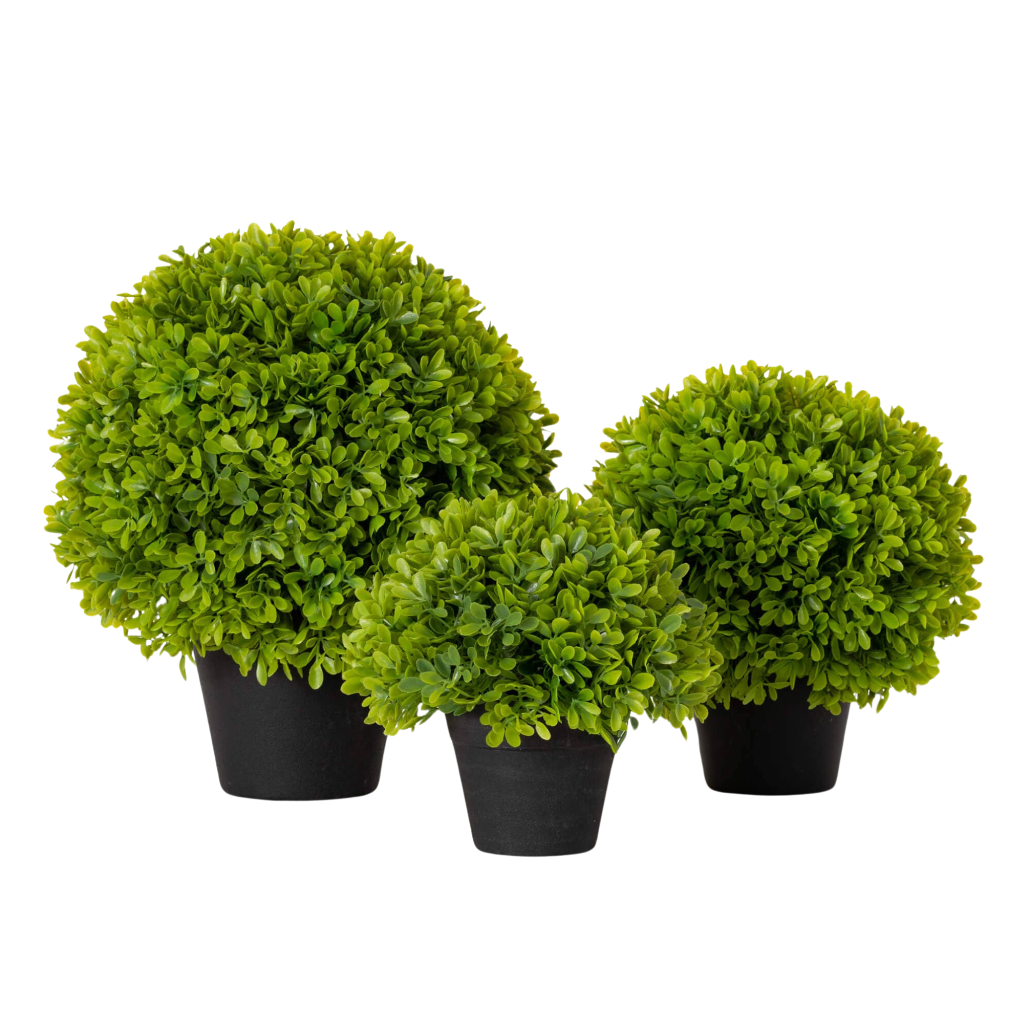 Potted Green Boxwood | 3 Sizes