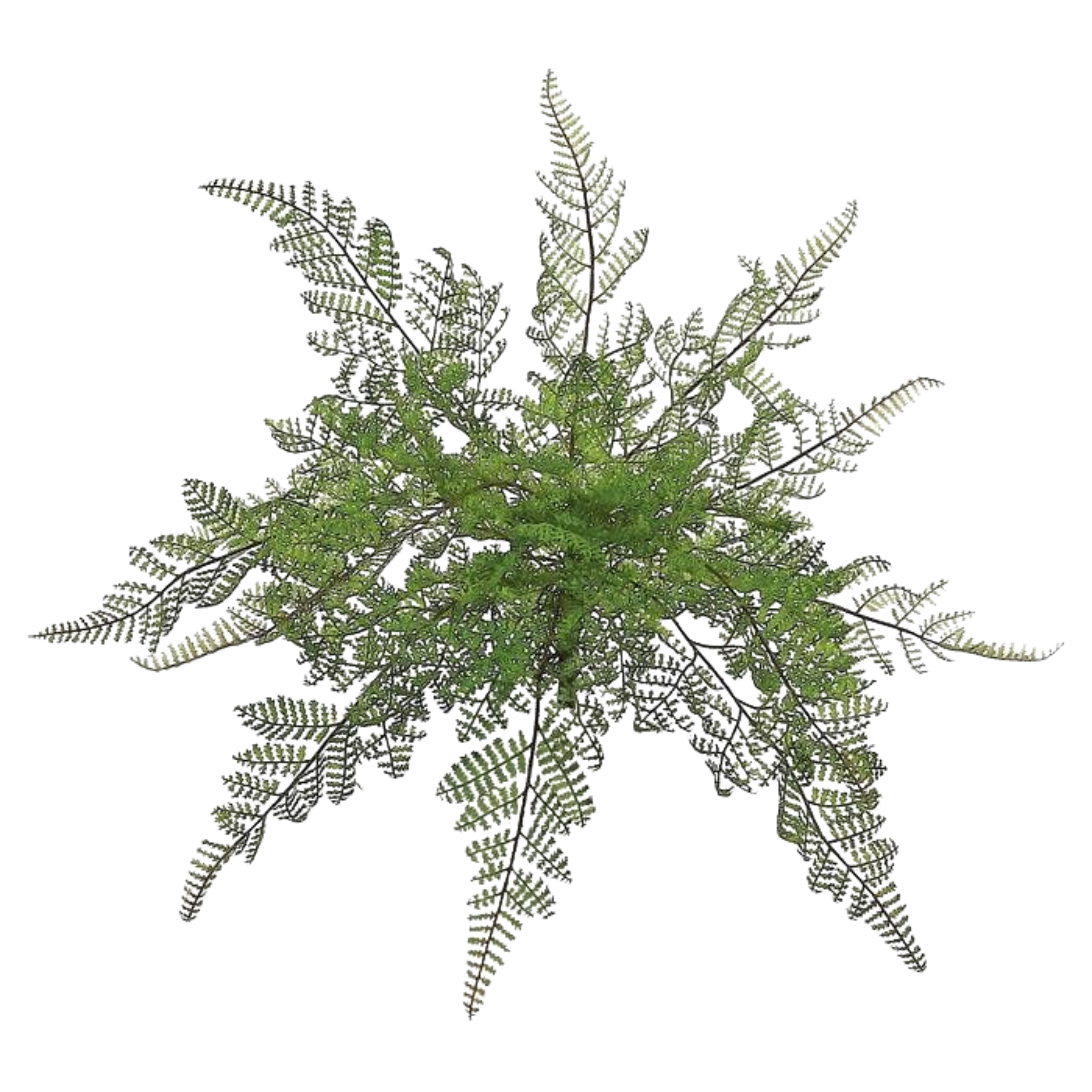 Lace Fern Bush | 18"