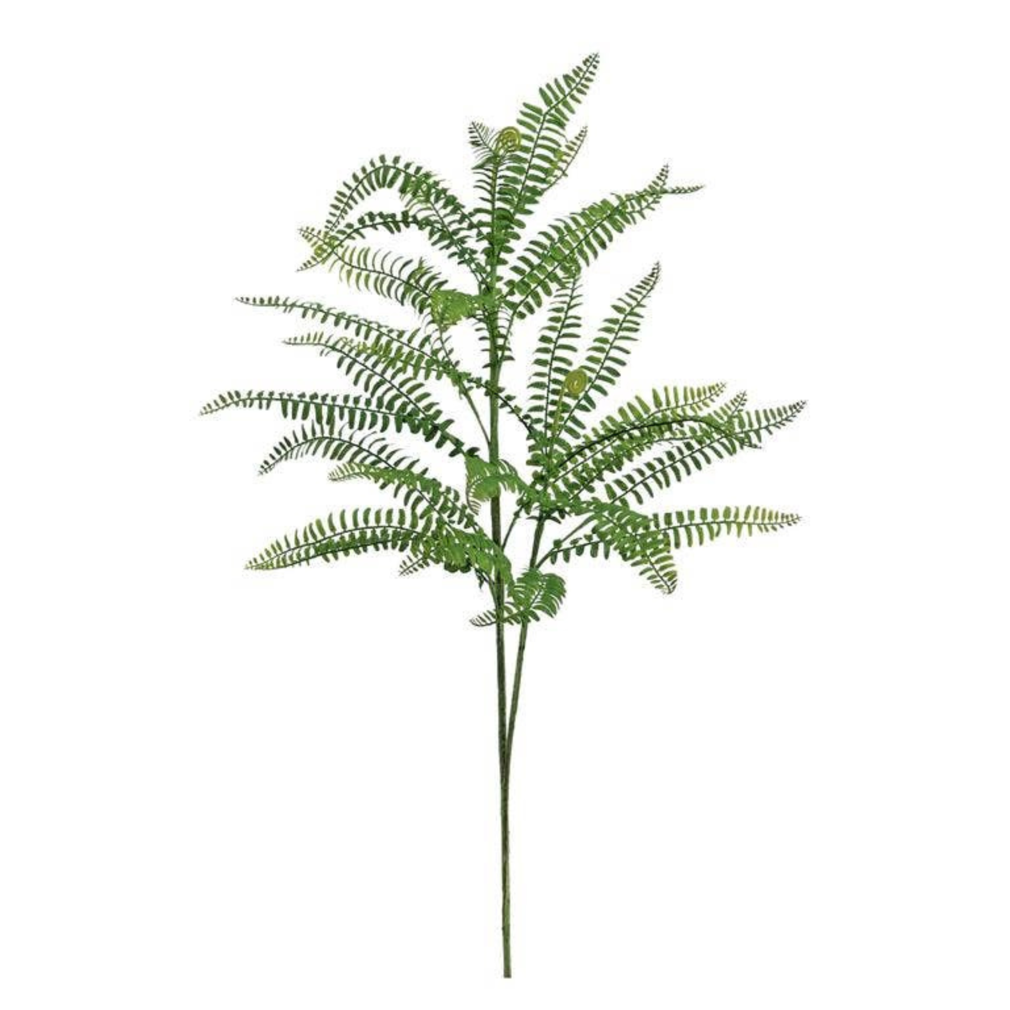 Fern Branch | 31"