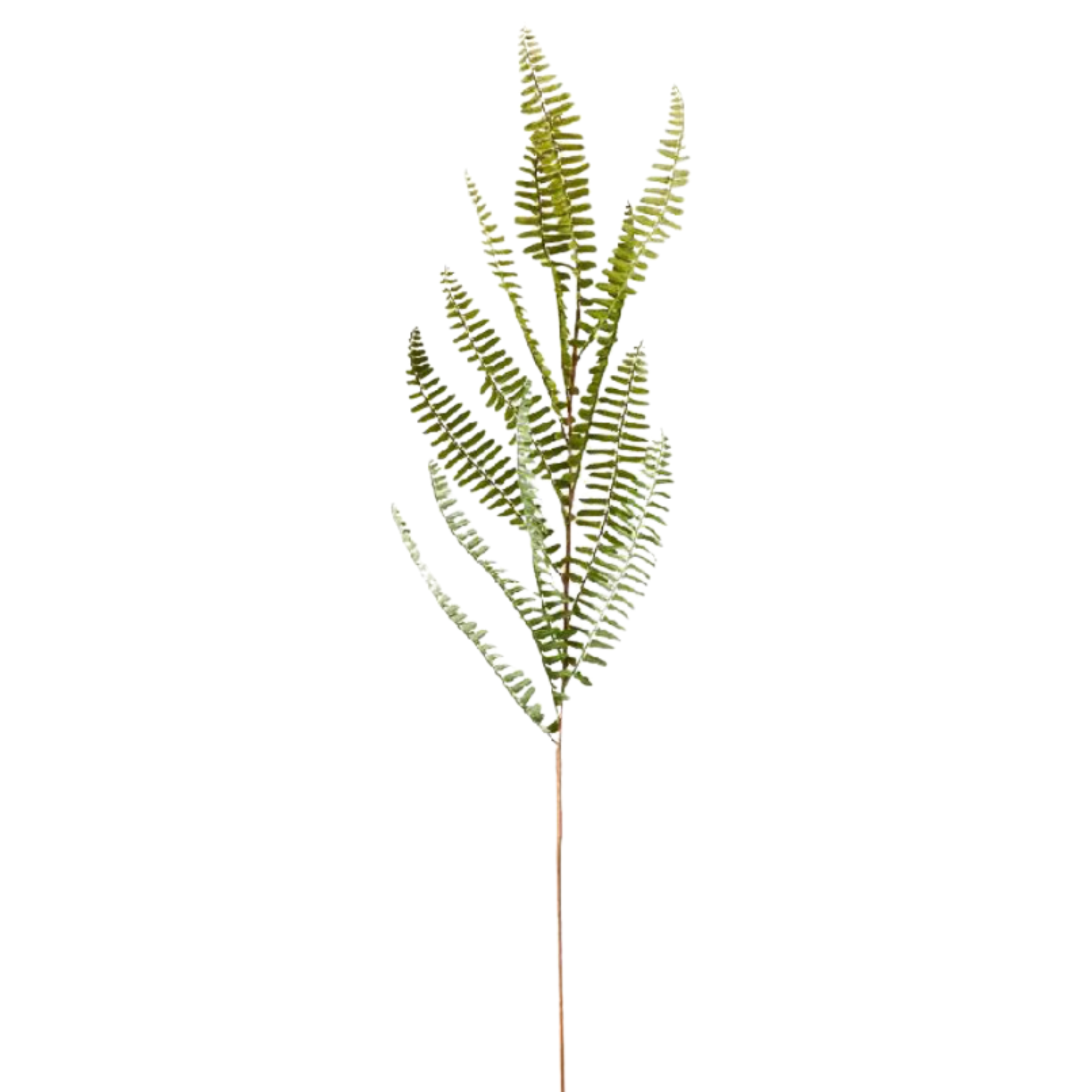 Fishbone Fern Stem Spray | 38"