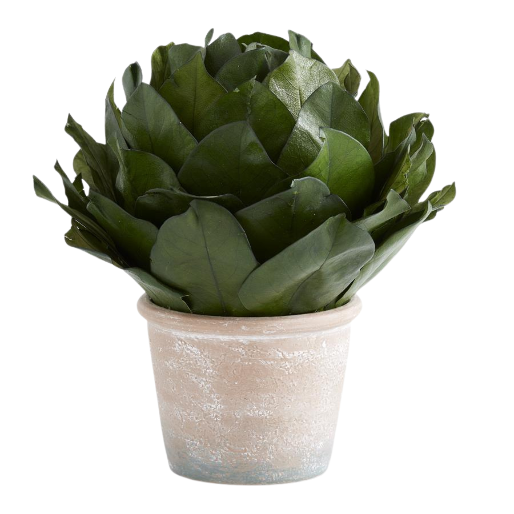 Magnolia Leaf Topiary in Pot | 11"