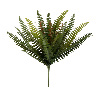 Sprouting Boston Fern Spray