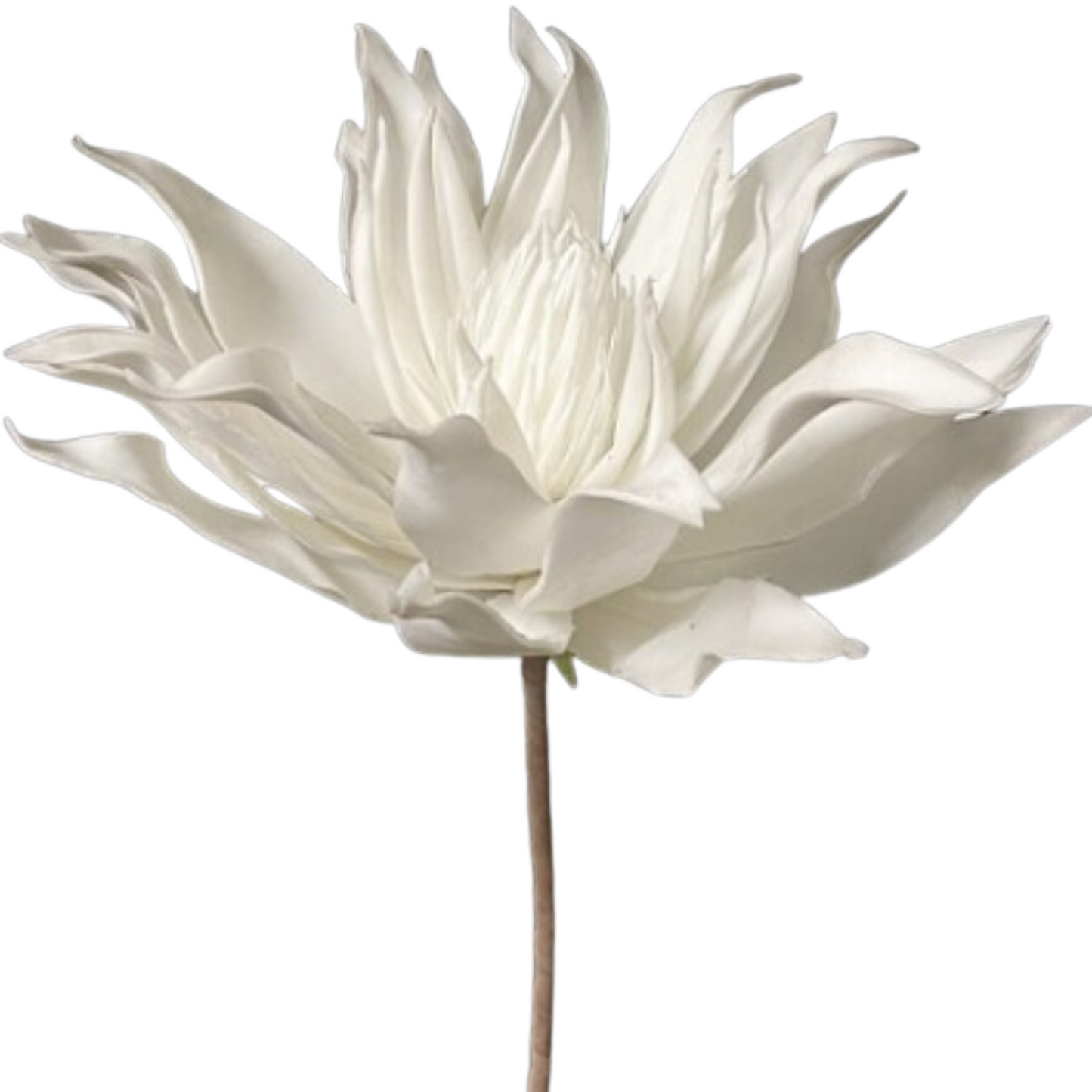 White Foam Flower