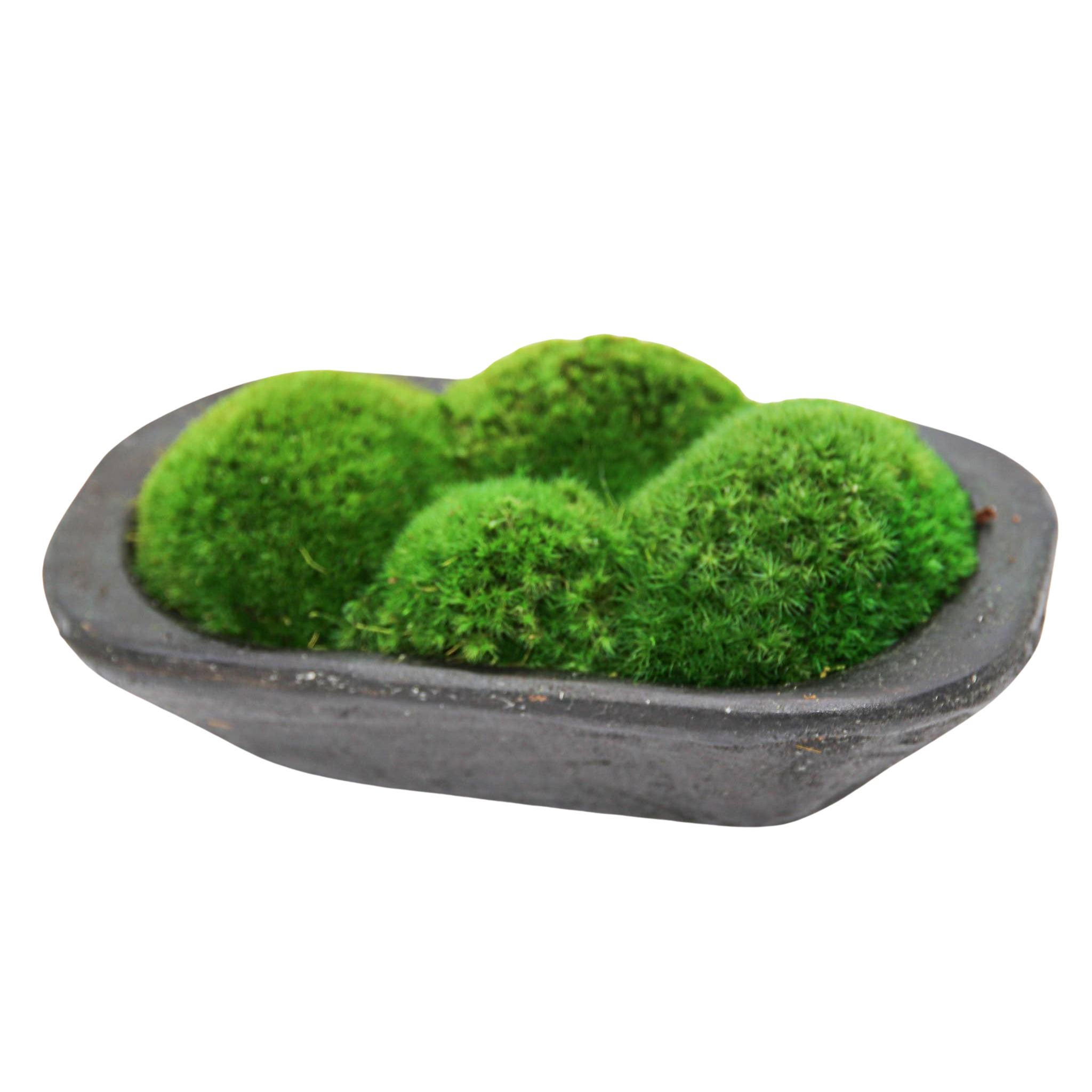 Moss Petite Wooden Dish | Black