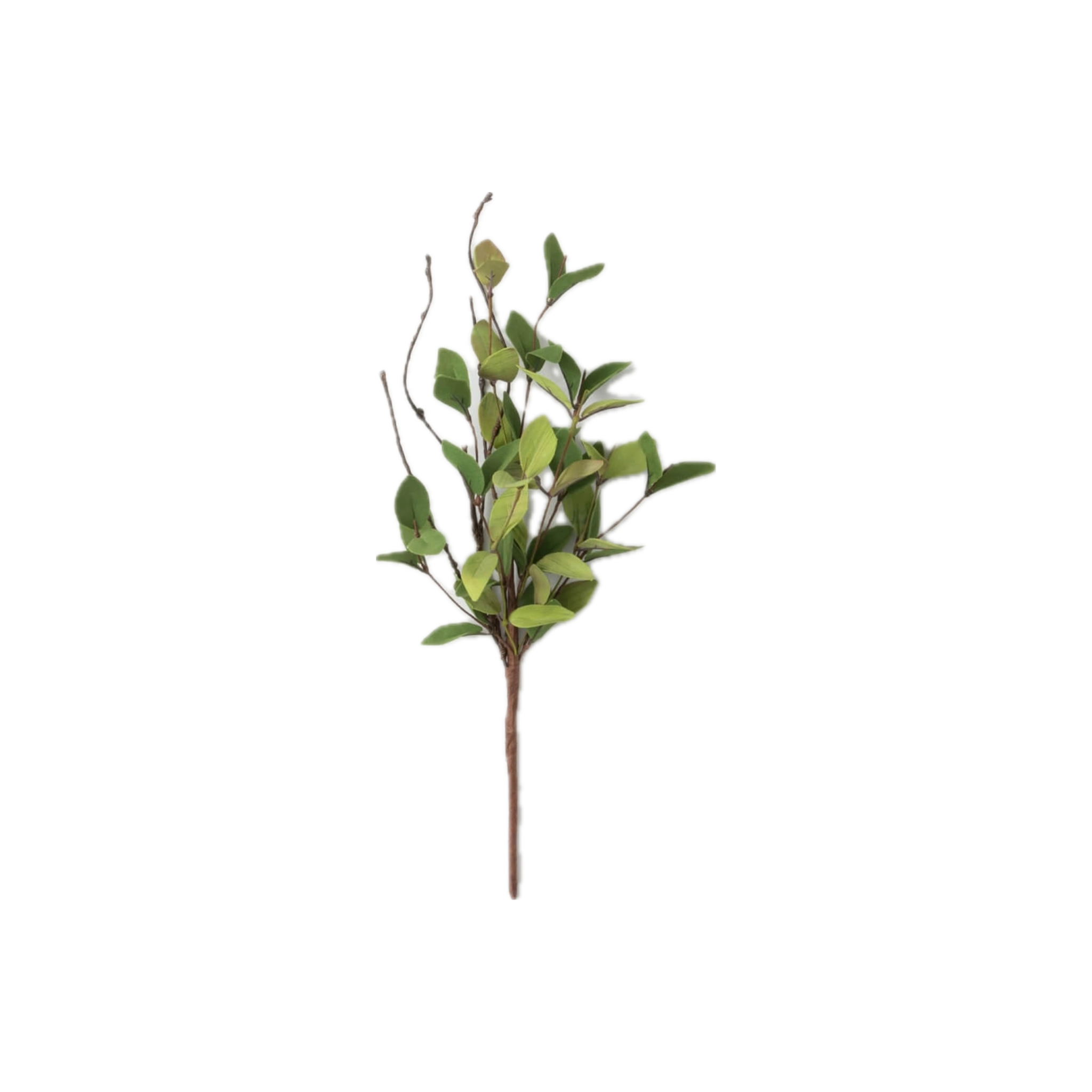 Ruscus Pick