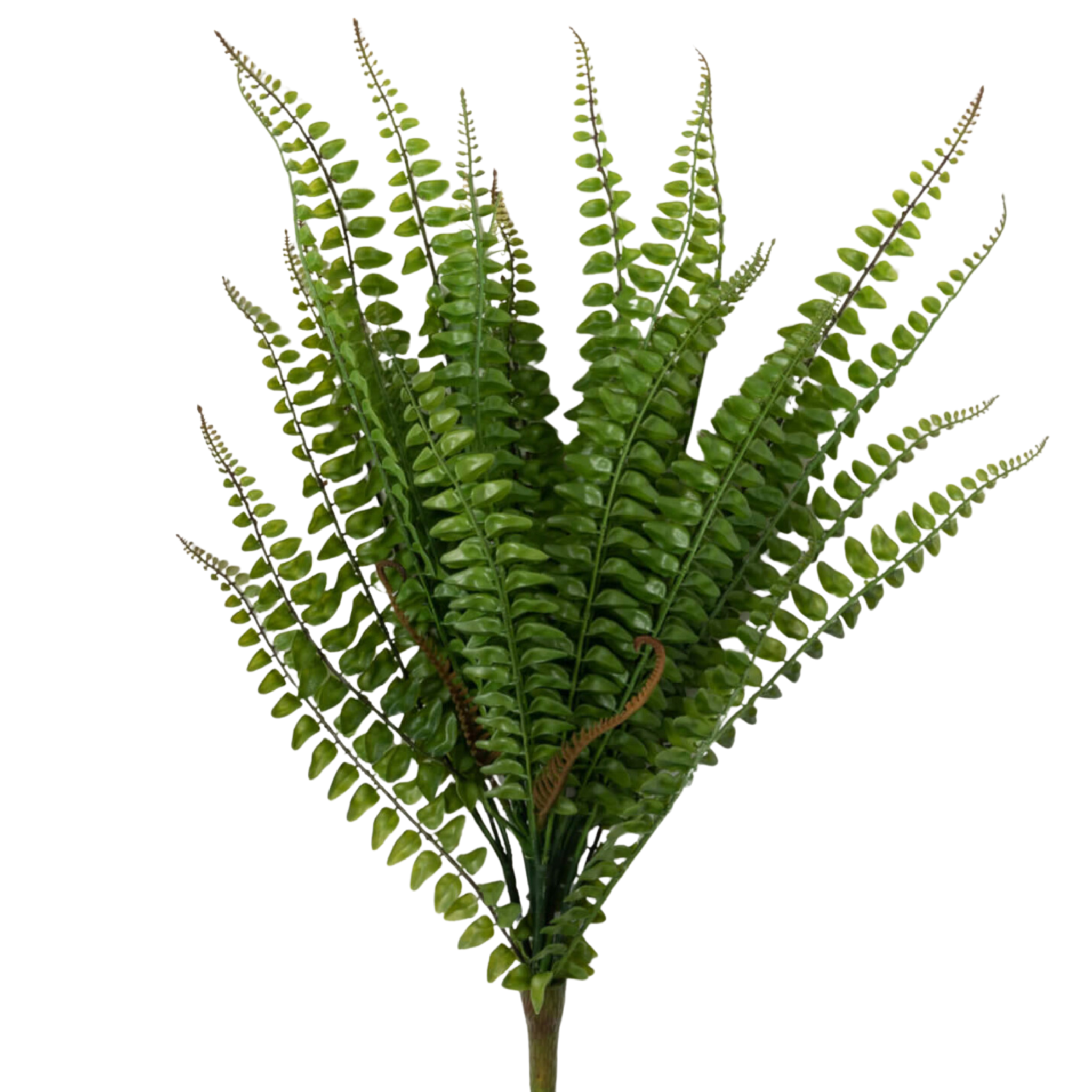 Fern Bush