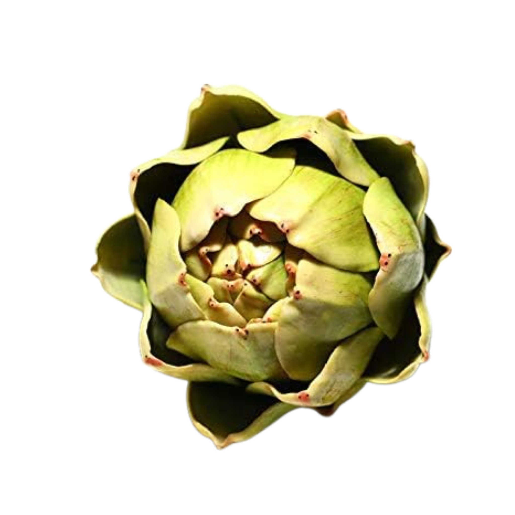 Artichoke Filler