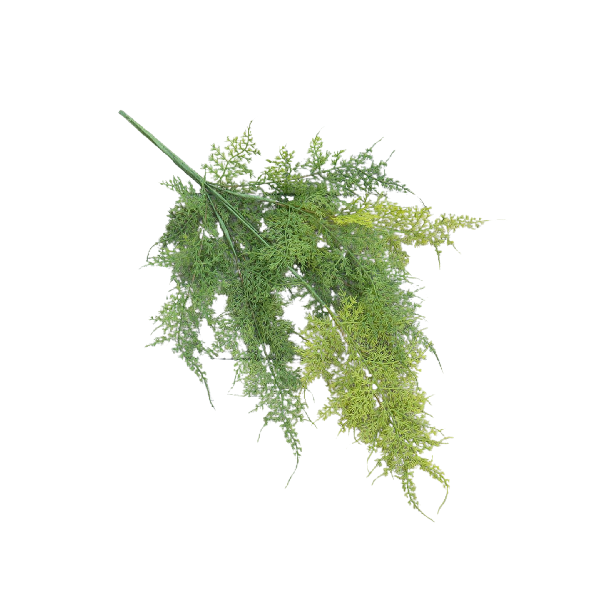 Asparagus Fern | 18"