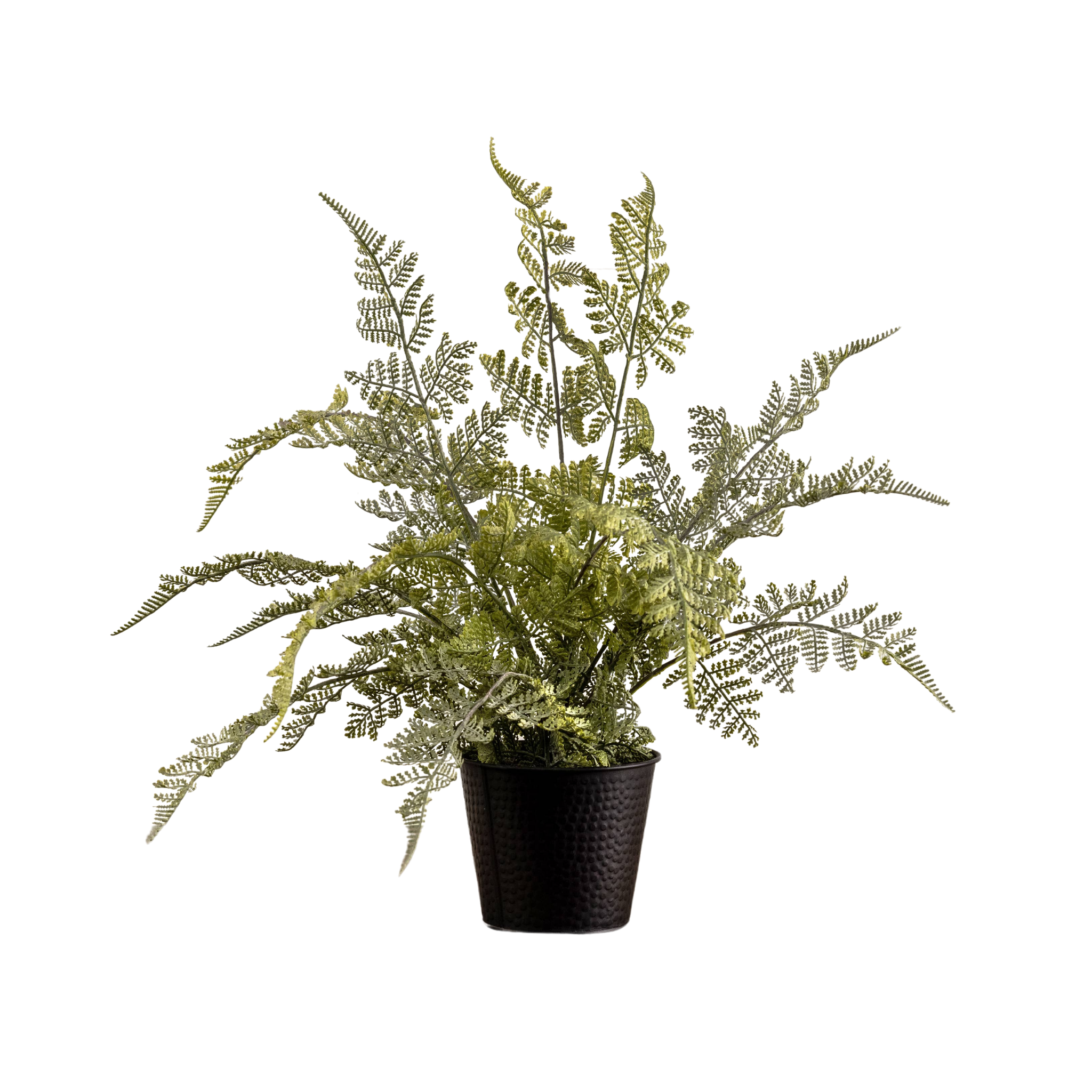 Potted Lace Fern | 19"