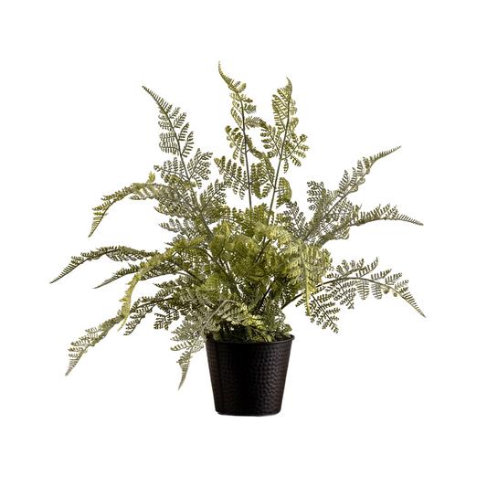19" Potted Lace Fern