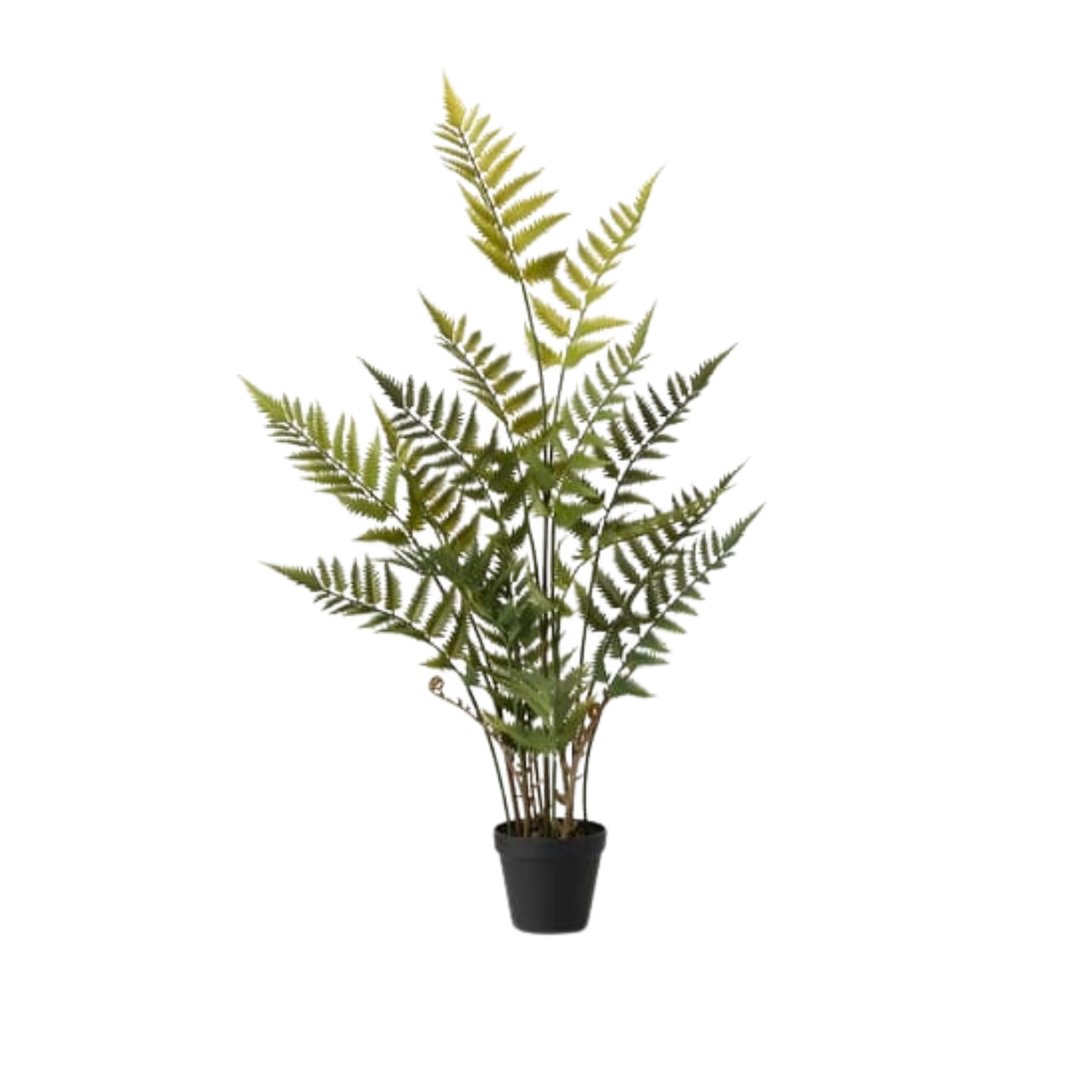 Small Potted Fern