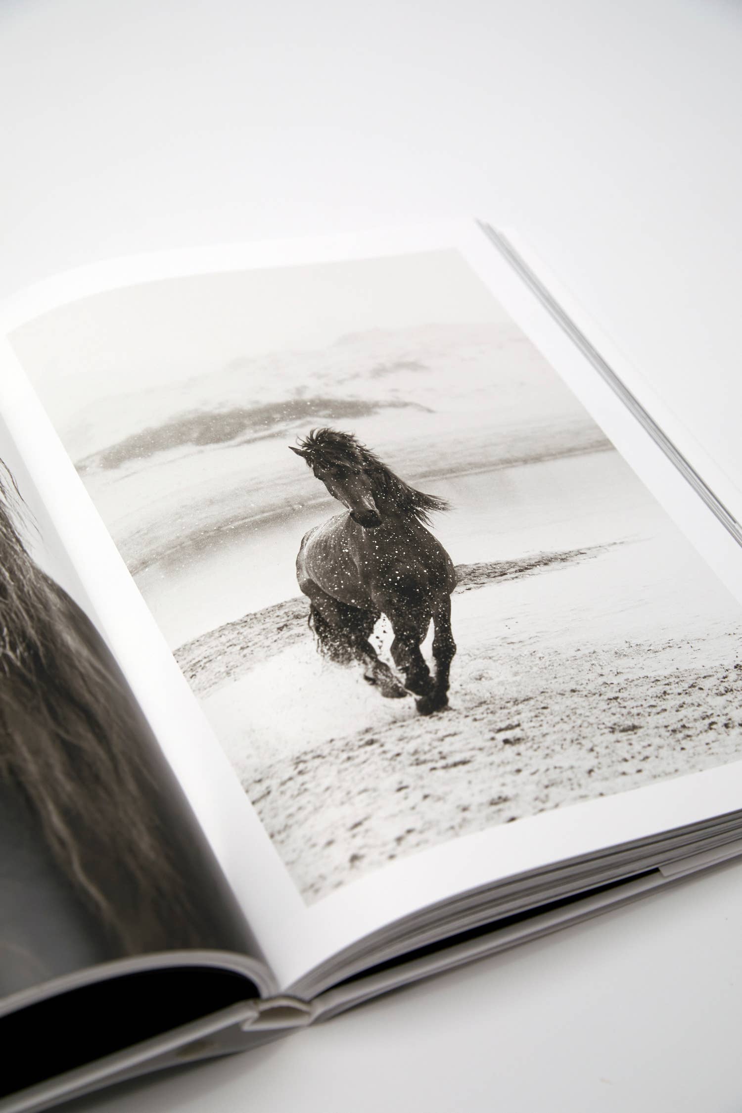 Wild: The Legendary Horses of Sable Island