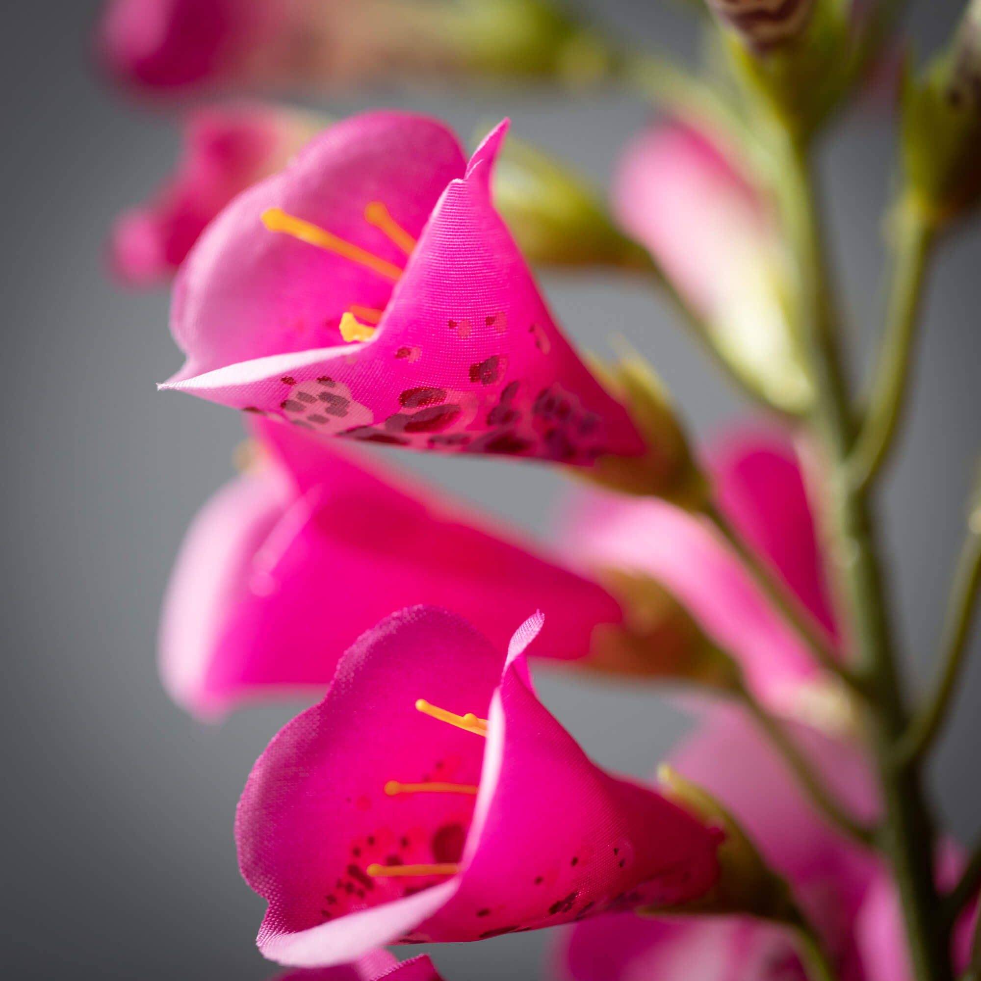 Foxglove Spray Pink