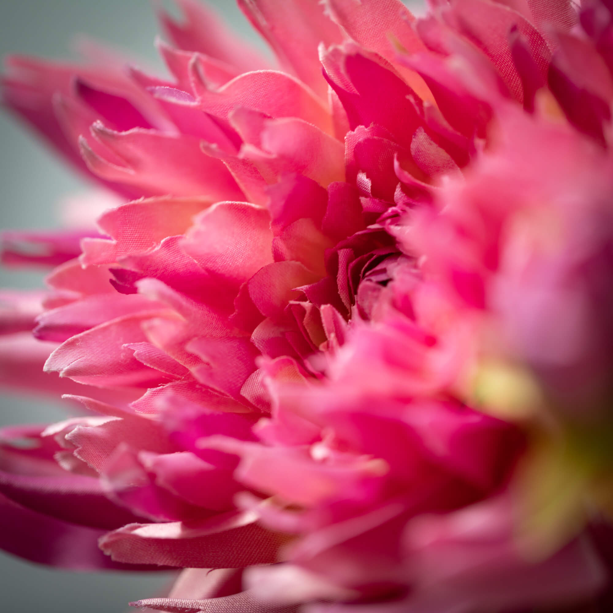 Dahlia Spray Purple