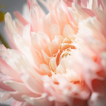 Dahlia Spray Pale Pink