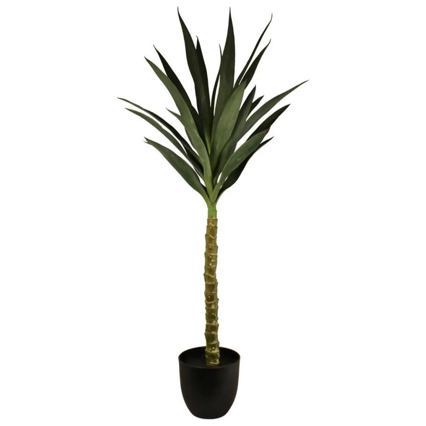 100cm Single Trunk Yucca Tree